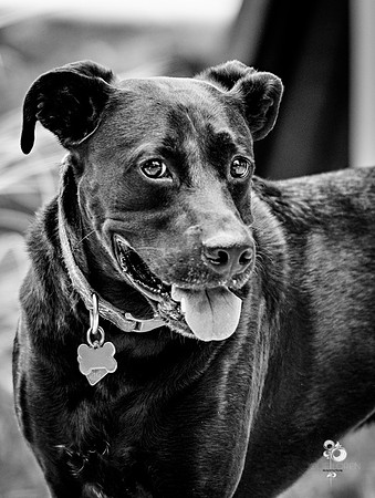 doggies_27_BW_web