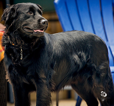 doggies_07_web
