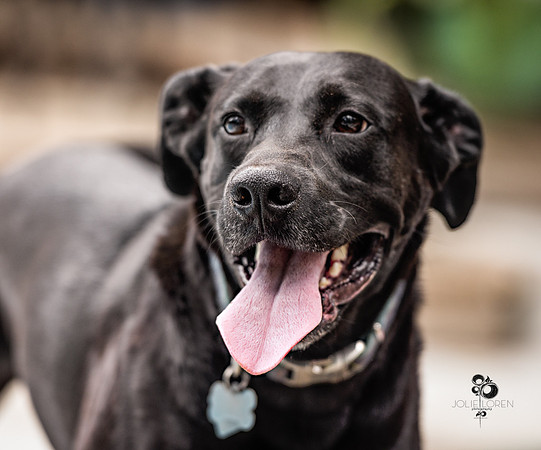 doggies_32_web