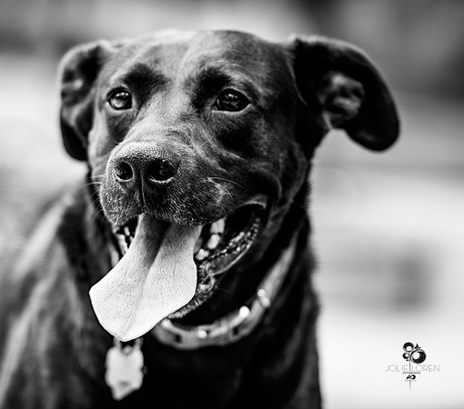 doggies_33_BW_web