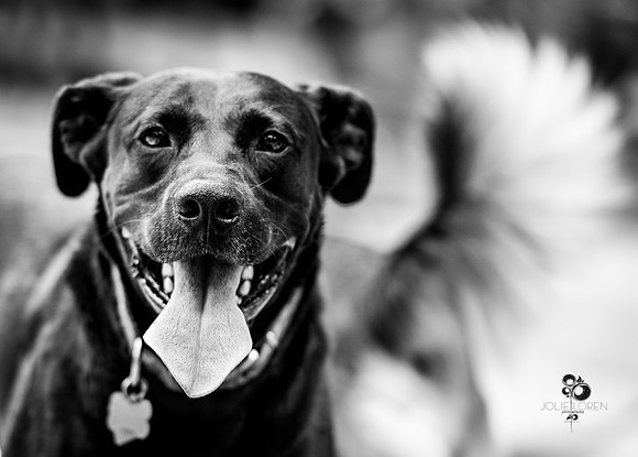 doggies_35_BW_web