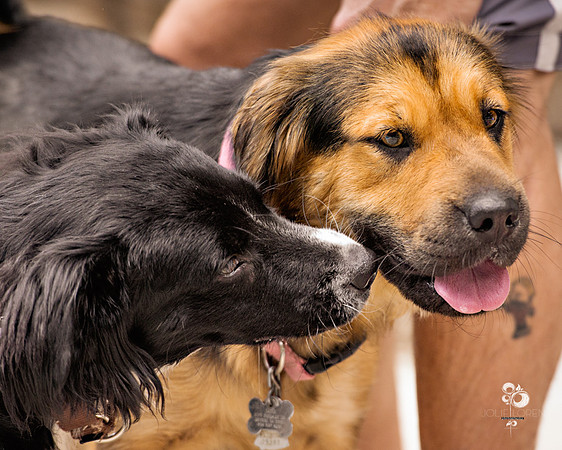 doggies_51_web