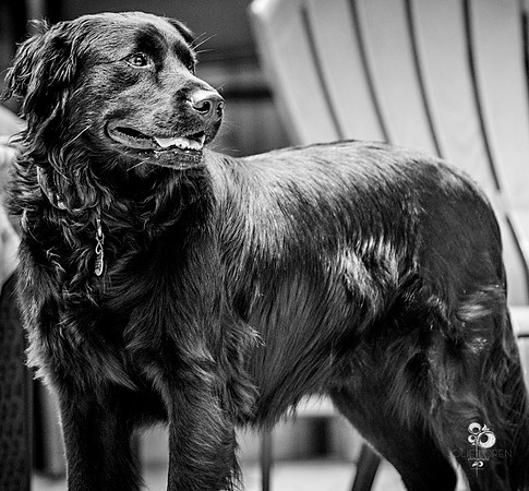 doggies_07_BW_web