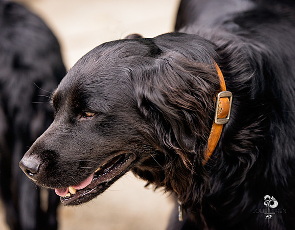 doggies_23_web