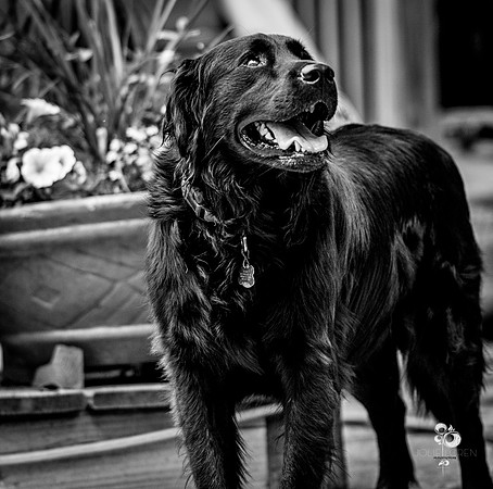 doggies_54_BW_web