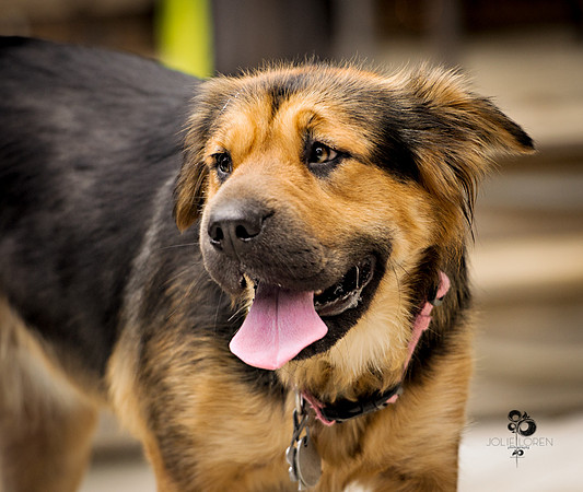 doggies_57_web