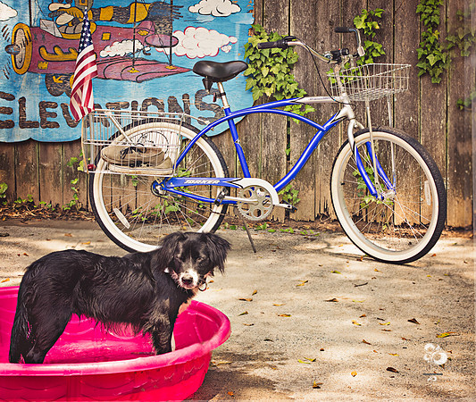 doggies_75T_web