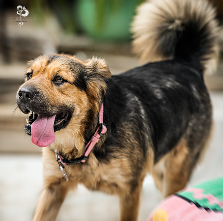 doggies_41_web