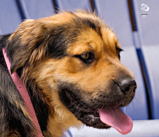 doggies_46_web