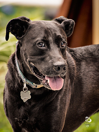 doggies_27_web