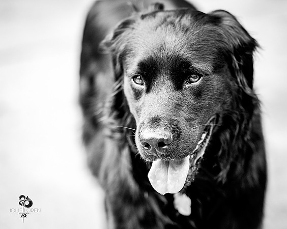 doggies_18_BW_web