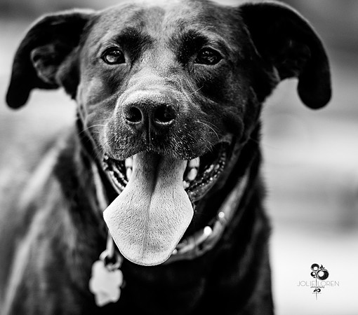 doggies_34_BW_web