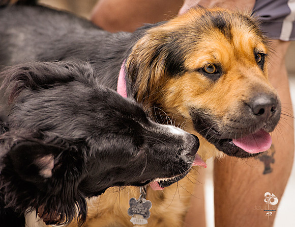 doggies_49_web