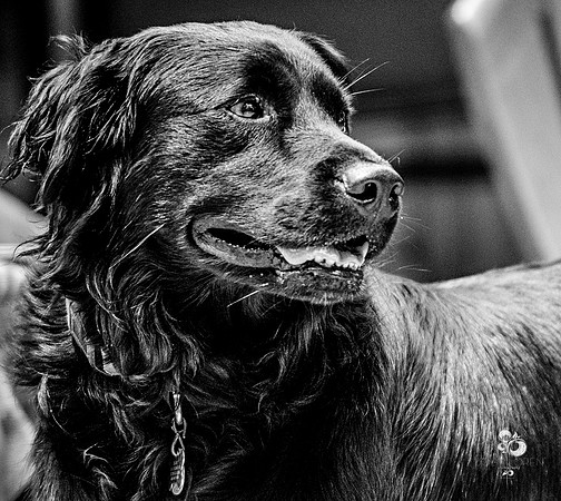 doggies_07_BW_web-2