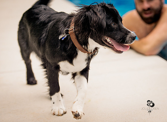 doggies_10_web