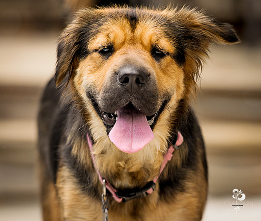 doggies_61_web