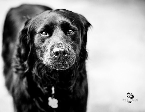 doggies_19_BW_web