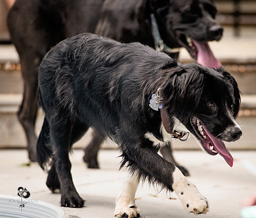 doggies_65_web