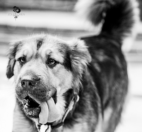 doggies_45_BW_web