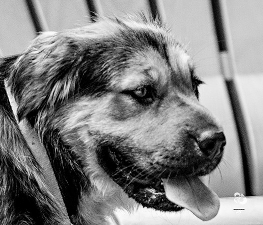 doggies_46_BW_web-2