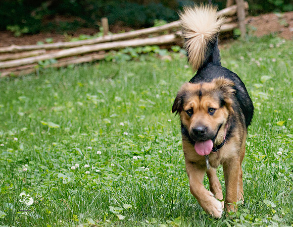 doggies_02_web