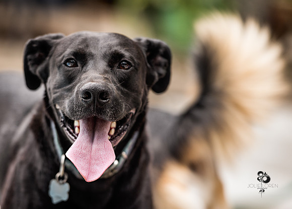 doggies_35_web
