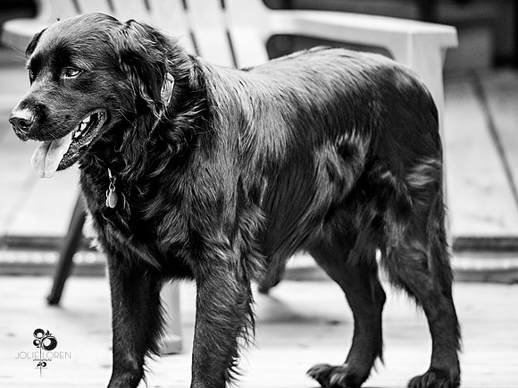doggies_24_BW_web