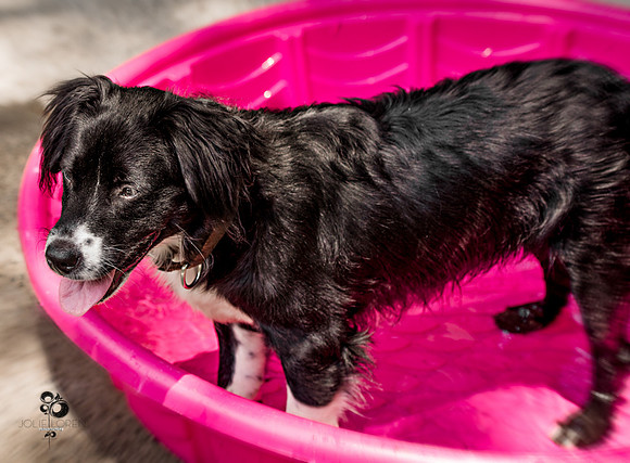 doggies_78_web