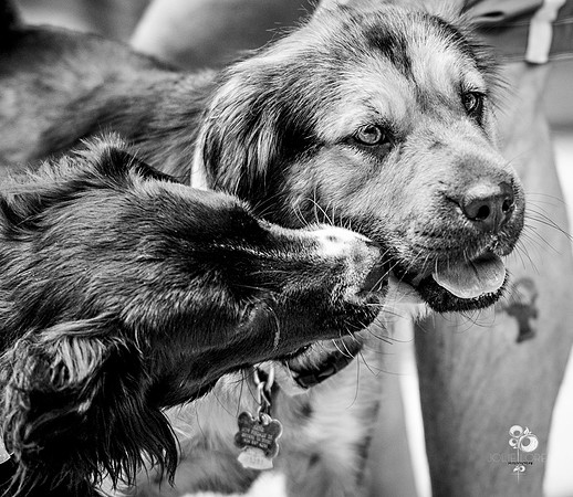 doggies_48_BW_web