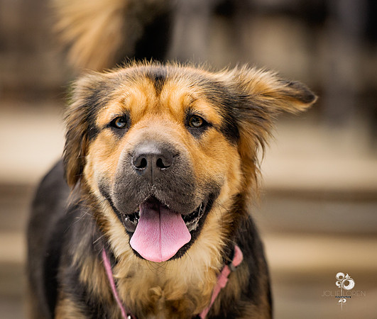 doggies_63_web