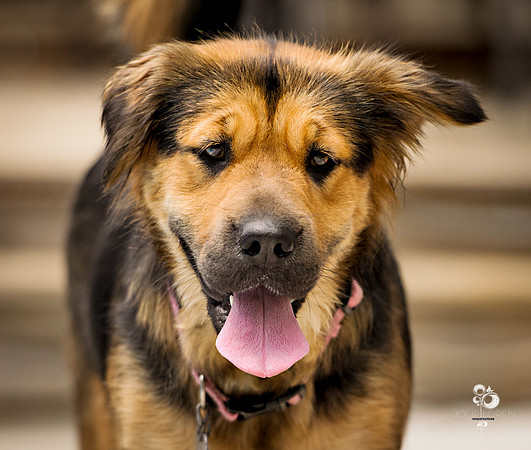 doggies_60_web
