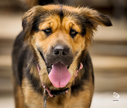 doggies_62_web