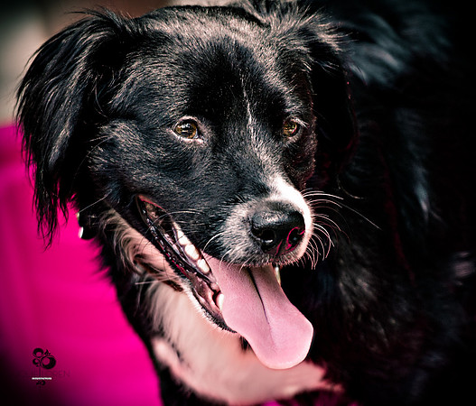 doggies_70_web