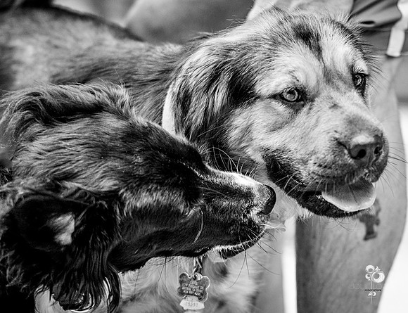 doggies_49_BW_web