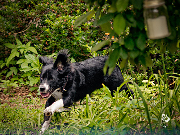 doggies_11_web