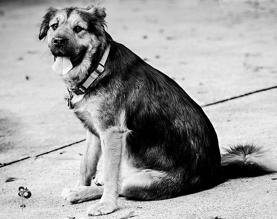 doggies_16_BW_web
