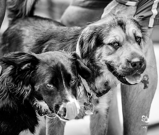 doggies_50_BW_web