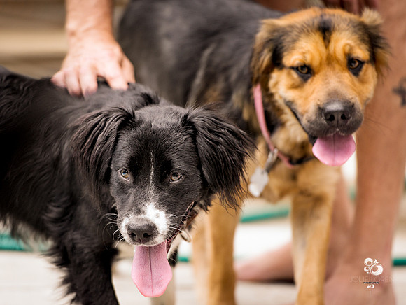 doggies_52_web
