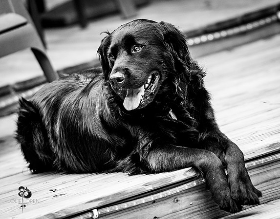doggies_29_BW_web