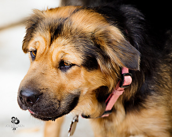 doggies_84_web
