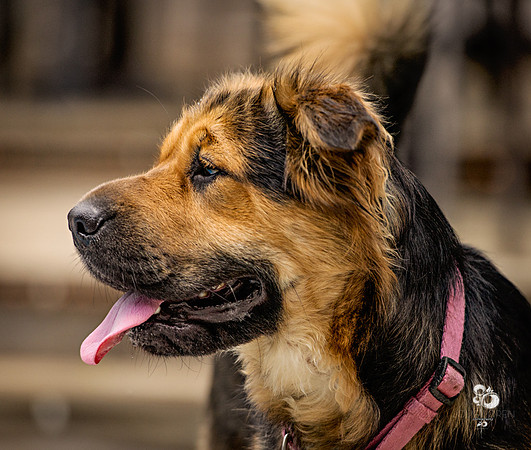 doggies_64_web