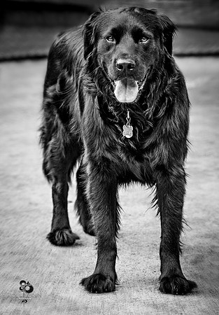 doggies_15_BW_web