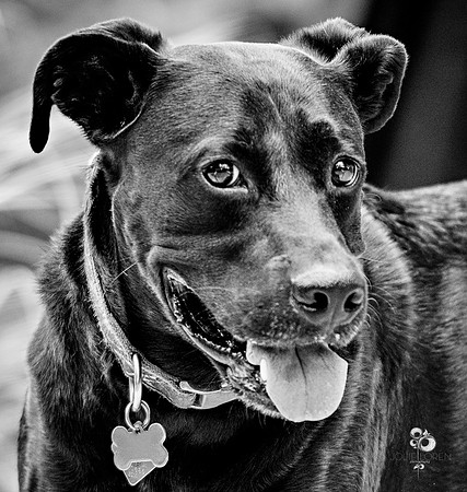doggies_27_BW_web-2