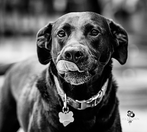 doggies_31_BW_web