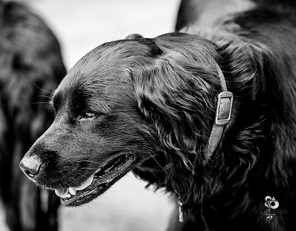 doggies_23_BW_web