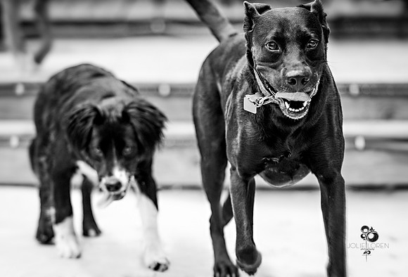 doggies_47_BW_web
