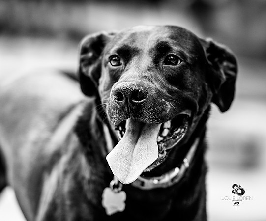 doggies_32_BW_web