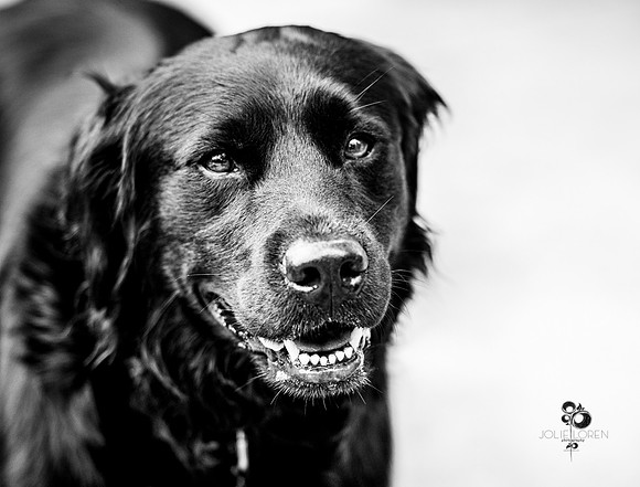 doggies_20_BW_web
