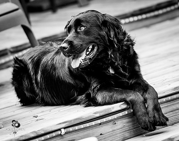 doggies_30_BW_web