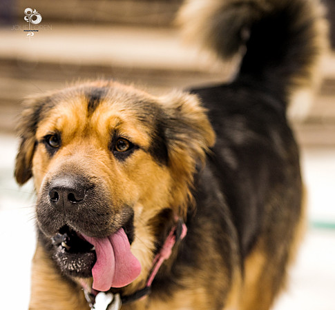 doggies_45_web